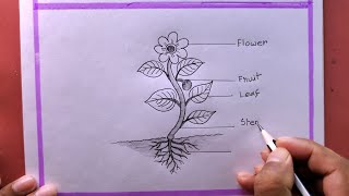 How To Draw Parts Of A Plant easyPlant Drawing Easy [upl. by Minerva]