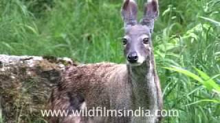 Musk Deer of the Himalaya [upl. by Oiliruam]