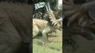 Dinosaur Facts  Triceratops  Dinosaurs kids  Learn about dinosaurs triceratops dinosaurfacts [upl. by Ydieh]