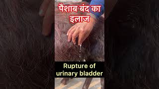 Retention of urine l Rupture of urinary bladder l Dr Umar khan [upl. by Cob]