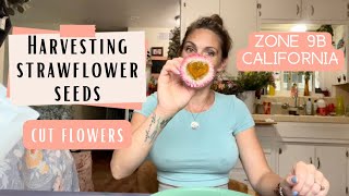 How to harvest strawflower cutflowers zone9b gardening [upl. by Elmajian60]