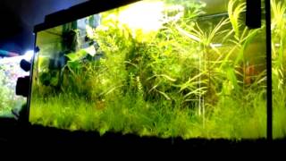 Bolbitis Heudelotii amp Eichhornia Azurea Plants For newly set up Shrimps Tank [upl. by Oiretule192]