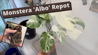 Monstera Albo Repot [upl. by Diana]