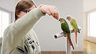 How to Handle Conure Parrots Training Two Birds at One Time [upl. by Hortense290]