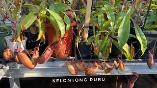 CARA MENGADAPTASIKAN NEPENTHES KANTONG SEMAR amp PROSES MEMBUAT NEPENTHES BERKANTONG [upl. by Ydok973]