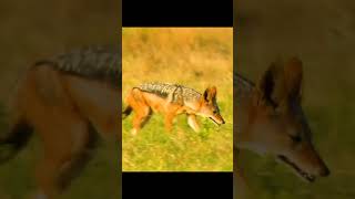 The jackal knows his strengths animals wonderfulwildlife wildlife shorts [upl. by Fleeta]