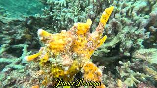 A Beautiful Warty Frog Fish Antennarius maculatus In Moalboal Cebu Philippines 🇵🇭 [upl. by Tereb126]