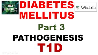 DIABETES MELLITUS  Part 3 Pathogenesis  Type 1 Diabetes Mellitus [upl. by Ayeka]