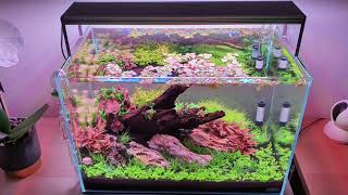 Aquarium  RatisbonaBlue  ADA 45 P  Twinstar III 450SM [upl. by Attenohs783]