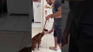 3 DICAS PARA O SEU CÃO RECEBER AS VISITAS Shorts [upl. by Rheba]