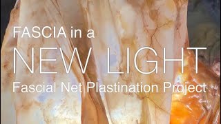 Fascia In a NEW LIGHT Documentary the story of the Fascial Net Plastination Project [upl. by Airpal]