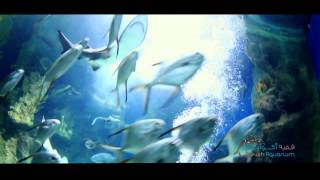 Fakieh Aquarium Documentary [upl. by Akerdal]