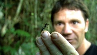 Worlds Biggest Ant  Bullet Ant  Deadly 60  BBC Earth [upl. by Onifur]