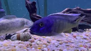 African cichlid predator hap in with Monster New World Cichlids [upl. by Avis]