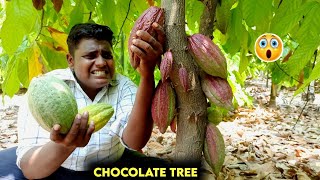 சாக்லேட் மரத்தில் சாக்லேட் வேட்டைChocolate Hunting at Cocoa TreeCocoa Tree GardenSuppu [upl. by Troc682]