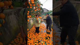 Delicious Sweet amp Juicy Orange 🍊🍊 Fruits Harvest from Farm  Rural Farmer Life shorts orange [upl. by Violet]