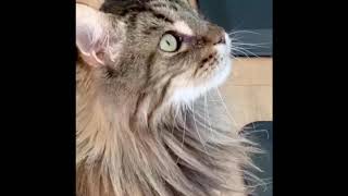 Do Maine Coon Cats Talk A Lot Shorts [upl. by Annovy463]