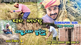 Paddy Cutting amp Carrying  ଧାନ୍ କାଟନୁ ଆରୁ ବୁହିନୁ  Sambalpuri Vlog  Gowar Real Dilwala Official🌾 [upl. by Targett]