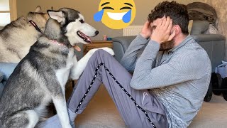 Never Home Work Out With Huskies SHE WEE ON ME [upl. by Kcam]