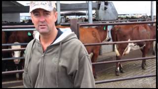 The benefits of crossbreeding dairy cattle ProCross Dairy  Kevin Prins Oakdale CA [upl. by Iuqcaj]