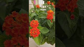 Lantana plant🏵️lantana gardening [upl. by Ainoz]