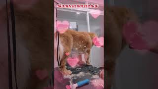 Golden Retriever dog youtubeshorts pets groomerslife doglover veterinarylife likeandsubscribe [upl. by Alyad]