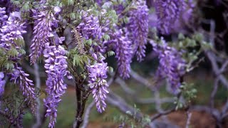 Wisteria o glicina características cuidados plantación y poda  Bricomanía  Jardinatis [upl. by Bartie]