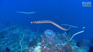 Sea Snake feeding frenzy [upl. by Viole]