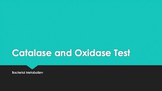 Catalase and Oxidase Test [upl. by Arada]