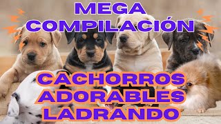 🐶❤️LA MEJOR COMPILACIÓN DE CACHORROS ADORABLES LADRANDO🐶❤️ [upl. by Biddle]