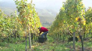 Weinlese in Neuweier im Weingut Leonetti • Grape Harvest In Germany [upl. by Odilo]