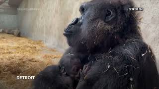 Detroit Zoo celebrates birth of a baby gorilla the first in its 96year history [upl. by Trudy]