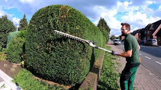 ANNUAL Pruning of Conifer HEDGE and CLEANING of green waste [upl. by England]