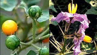 Kantakari plant benefits and its uses [upl. by Hillel]