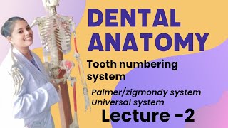 tooth numbering system  basics of DA dentist bds1styear wheelers bds medicalstudent [upl. by Ammon70]