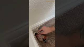 How to Cut a Carpet Without Fraying It Easy DIY Carpet Cutting  interiodesigning homedecor [upl. by Giffy]