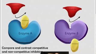 AP Biology Topic 33 Enzyme Inhibitors [upl. by Ziwot]