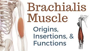 Brachialis Muscle Origin Insertion and Actions [upl. by Sldney]