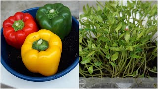 How To Grow Seed Bell Peppers  Cara Semai Biji Cili Benggala [upl. by Eelannej]