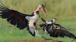 Birds fight to death  Epic eagle and hawks fightings to death compilation HD 1080p [upl. by Alenas]