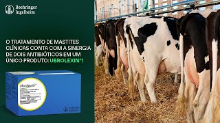 Ubrolexin®  Tratamento de Mastite Clínica em Vacas em Lactação [upl. by Yeclehc]