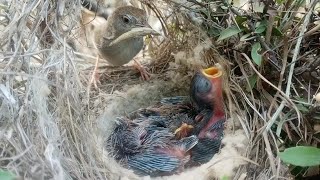 tailor bird feeding difrent stylenature birdslife00 [upl. by Aara493]