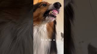 Dog song dog cute song ytshorts germanshepherd husky youtubeshorts [upl. by Amalberga]