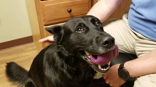 Police dog battling Lyme disease [upl. by Eglanteen981]