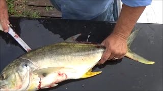 Can You Eat Jack Crevalle Trash Fish or Treasure Smoked Jack Crevalle How to Cook Jack Crevalle [upl. by Ikkir]