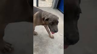 cane corso formentino colour female puppy for sale price 55k [upl. by Mccully371]