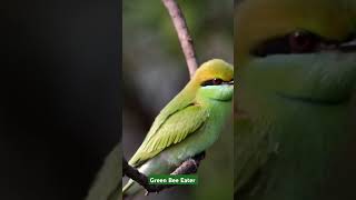 Greenbeeeater birds birdwatching [upl. by Noitsuj]