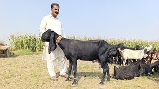 top class beetle amritsari black beauty shauk wale janwar sahiwal goat form update [upl. by Oigile274]