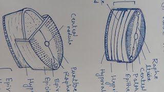 Frustule Structure of Pennate and Centric Diatoms  Dr Govind Kumar Barupal [upl. by Aicitan]