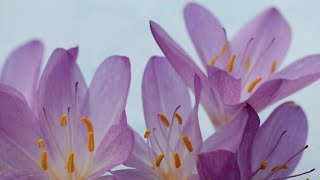 Top 5 Reasons to Grow Colchicum Add a Burst of Color to Your Autumn Garden [upl. by Bj]